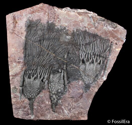 Premium Multiple Moroccan Crinoid Plate #3019